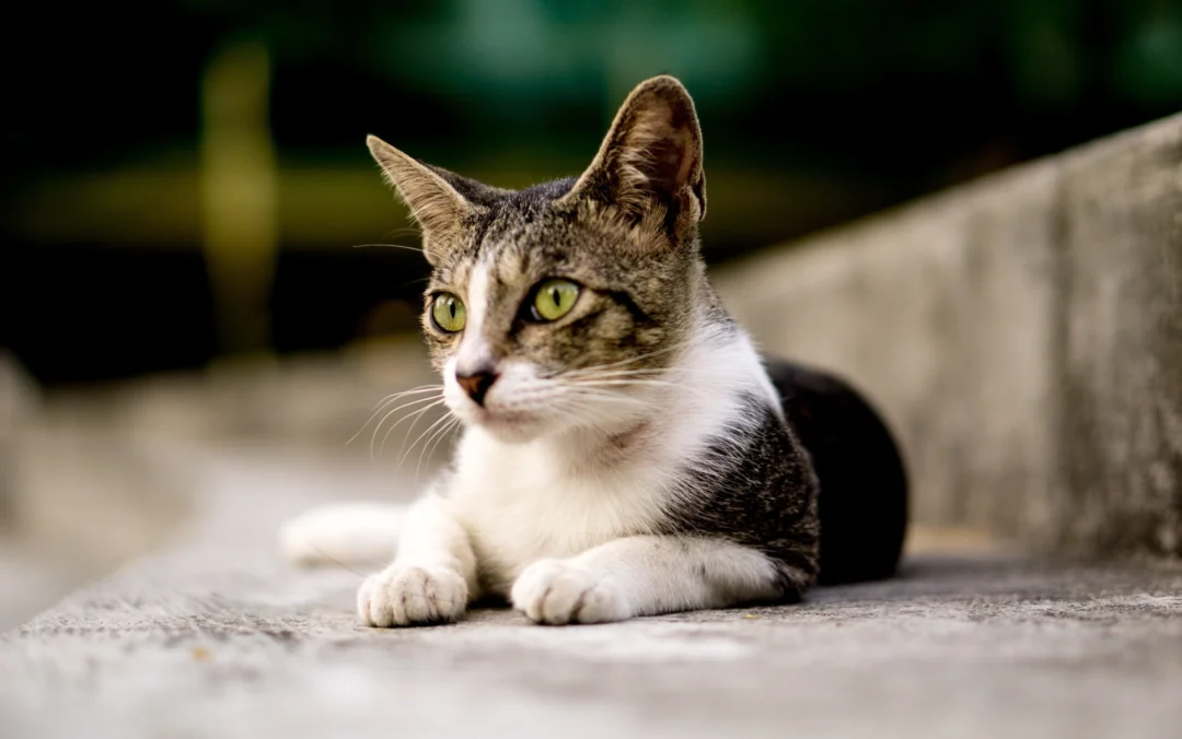 Imagem de destaque - Quer adotar um gatinho? Shopping Mueller realiza evento de adoção neste sábado (11)