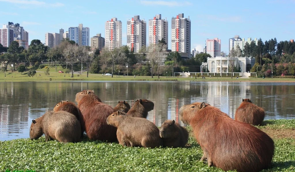 Imagem de destaque - Férias de Verão em Curitiba: atrações para todos os gostos