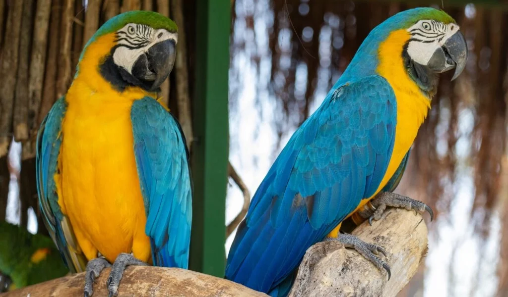 Imagem de destaque - Eco Park Foz oferece programação para quem deseja um Carnaval de conexão com a natureza
