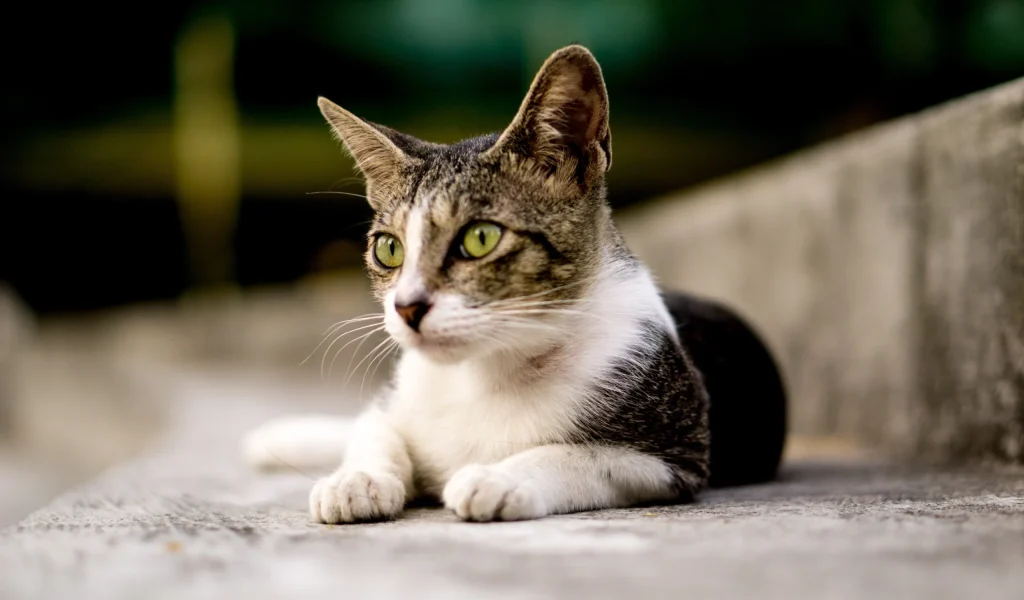 Imagem de destaque - Quer adotar um gatinho? Shopping Mueller realiza evento de adoção neste sábado (11)